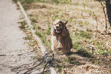 American cocker spaniel for  walk in autumn park