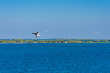 Seagull flying above the water
