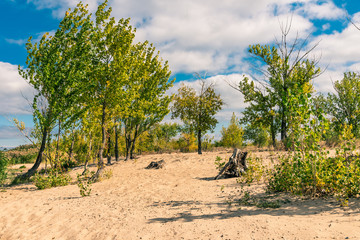 Trees on the sand dunes against the background of the cloudy sky - a beautiful sad landscape