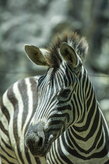 Zebra's head