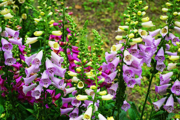 violet digitalis plant