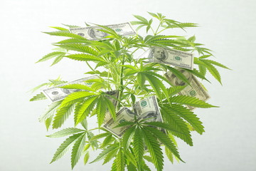 US dollars on the cannabis plant. legalization and propagation of marijuana. world addiction problems
