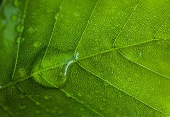 Leaf with drops of water on it