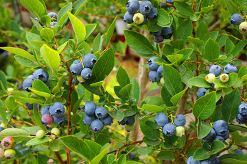 blueberries plant with fruits