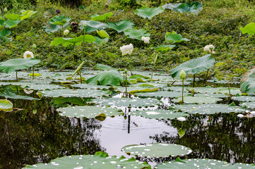 lotus, white, flower, green, beautiful, asia, oriental, summer, plant, landscape, exotic, botany, pond, nature, leaf, garden, blossom, petal, bloom, lake, botanical, pure, serenity, buddha, beauty