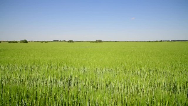 green wheat field in June