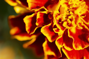 Fototapeta na wymiar Very bright red-orange flower bud close-up.