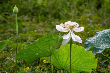 lotus, white, flower, green, beautiful, asia, oriental, summer, plant, landscape, exotic, botany, pond, nature, leaf, garden, blossom, petal, bloom, lake, botanical, pure, serenity, buddha, beauty