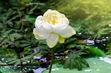 lotus, white, flower, green, beautiful, asia, oriental, summer, plant, landscape, exotic, botany, pond, nature, leaf, garden, blossom, petal, bloom, lake, botanical, pure, serenity, buddha, beauty