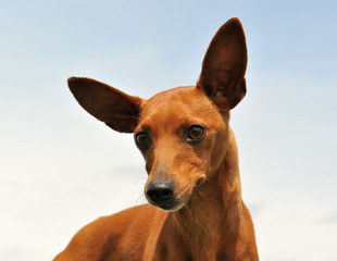 brown pinscher in nature