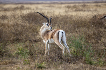Gazelle