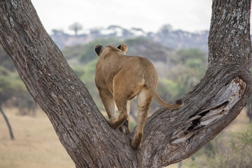 Mama Simba is watching