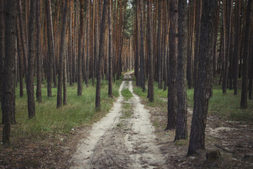 A dirt road in a pine forest. Summer period