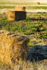 Hay Bales in a Field