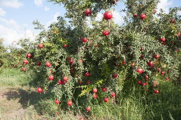 Pomegranate orchard