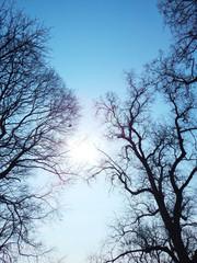bare trees over blue sky