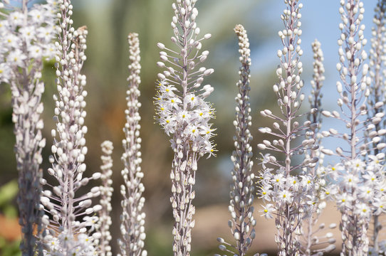 White Squill