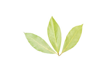 Group of three whole dry olive green bay laurel leaves flatlay isolated on white background