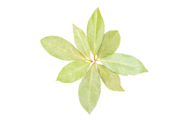 Group of eight whole dry olive green bay laurel leaves folded in a flower flatlay isolated on white background