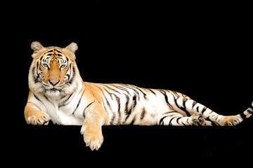 Bengal Tiger in forest show head and leg isolated on black background