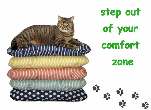 The cat lies on pile of pillows. There are his footprints. Step out of your comfort zone. White background.