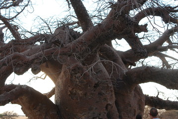 baobab