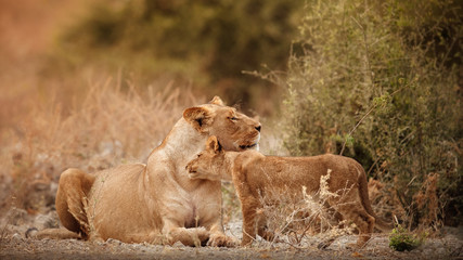 Group of lions and cubs in beautiful light. Wild animals in the nature habitat. African wildlife. This is Africa. Lions pride. Lion King. Panthera leo.