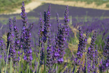 Fiore di lavanda