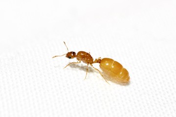 Queen ant on white background