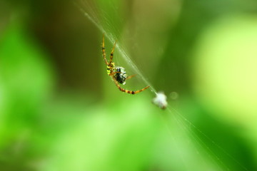 spider on web