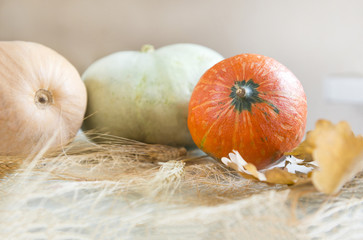 red, green and beige pumpkins, dry leaves, wheat spikelets, autumn vegetables