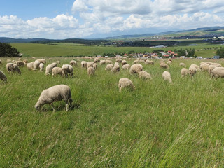 Obraz premium Sheep grazong