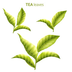 Tea leaves collection