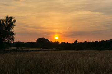 Fototapeta na wymiar Beautiful sunset evening in twilight over a wheat field