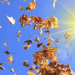 flying leaves in the air against blue sky in fall