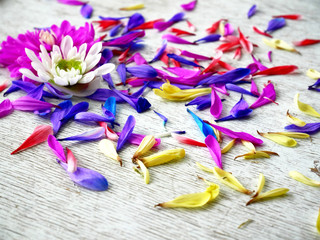 Lilac chrysanthemum flower petals on white background