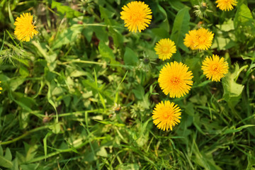 Beautiful yellow dandelions on spring day