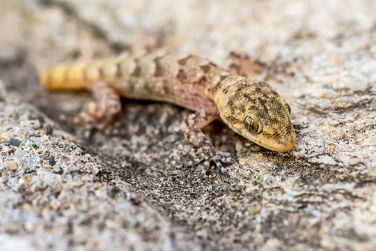 Small lizard (Gicko) shot in macro mode