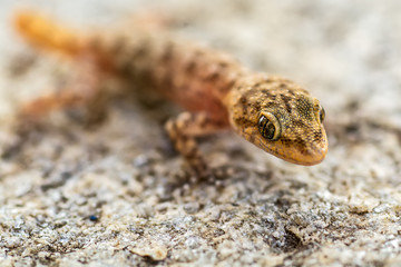 Naklejka premium Small lizard (Gicko) shot in macro mode