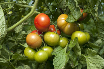 Organic tomatos growing in green house