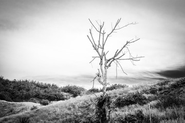 Beautiful tree landscape with cloud sky background.