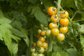 Cherry tomatos Yellow and Red