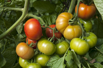 Organic tomatos growing in green house