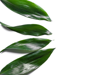 Fresh tropical leaves on white background