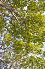 The tops of trees from below