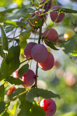 ripe plum on the tree