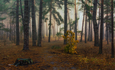 walk in the forest. autumn fogs, autumn colors, autumn mood.