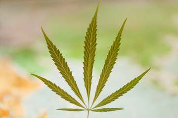 cannabis leaf on a blurred background of a world map. legalization of marijuana. alternative...
