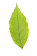 Collection of leaves isolated on a white background