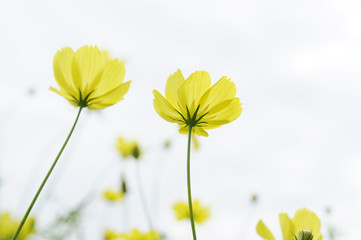 黄色いコスモスの花